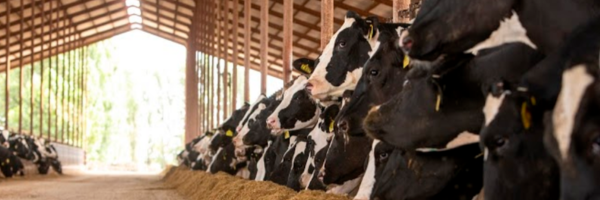 https://stratus.campaign-image.ca/images/5959000000805004_zc_v1_1751501151621_california_dairy.png